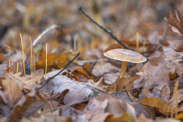A mushroom sits on top of a pile of leaves. The leaves are brown and scattered around the mushroom.