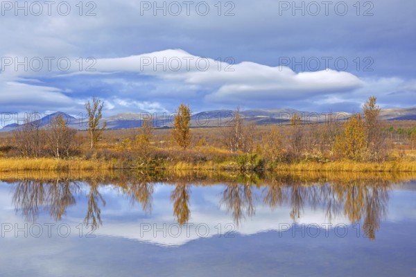 Birch trees reflected in water of pond in the Fokstumyra Nature Reserve in autumn, fall,
