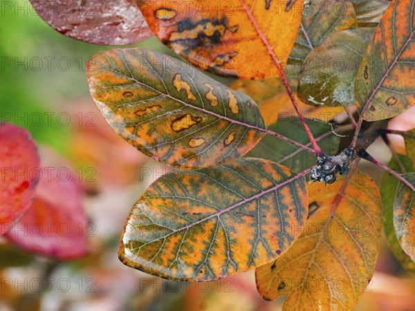 Eurasian Smoke Tree (Cotinus coggygria), or Wig Bush, in garden, leaves in autumn color, Hesse,