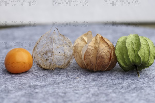 Bladder cherry (Phyalis), fruit, husk, calyx, cape gooseberry, different, colour, ripening period,