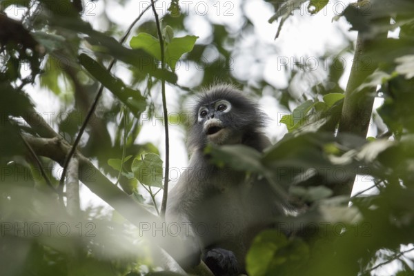 Dusky leaf monkey (Trachypithecus obscurus), Kaeng Krachan National Park, Phetchaburi Province,