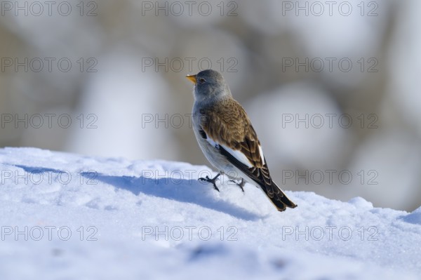 Snowfinch (Montifringilla nivalis), standing on snow-covered ground under a clear winter sky, Gemmi