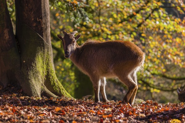 A female Himalayan tahr (Hemitragus jemlahicus) is backlit in a forest. In the background is a