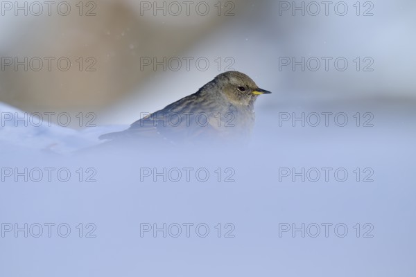 Alpine accentor (Prunella collaris), looking sideways, surrounded by a slightly blurred winter