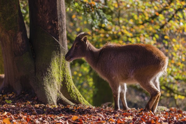 A female Himalayan tahr (Hemitragus jemlahicus) is backlit in a forest. In the background is a