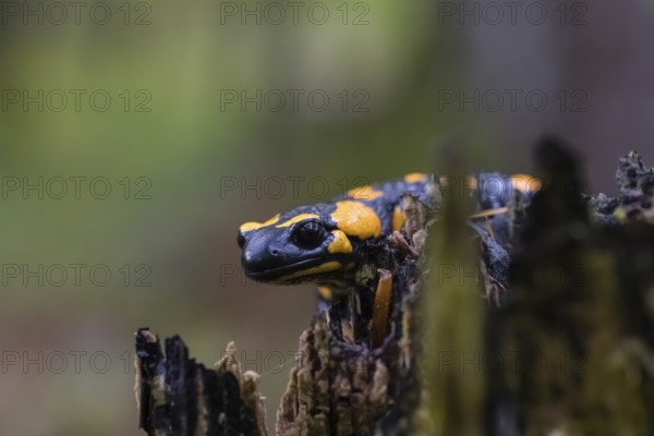 One fire salamander (Salamandra salamandra) rests on a tree stump on a rainy day. IUCN conservation