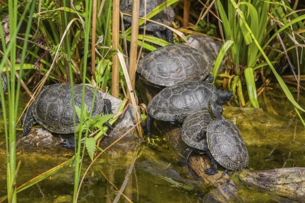 A group of European pond turtles (Emys orbicularis), rest on a log lying in a pond