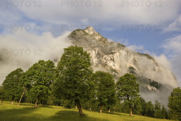 Sycamore maple trees, Acer pseudoplatanus, in summertime. Mountains in the background. Nature