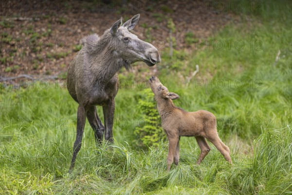 Kisses from Mama. One adult female moose or elk, Alces alces, with one baby moose (19 days old,