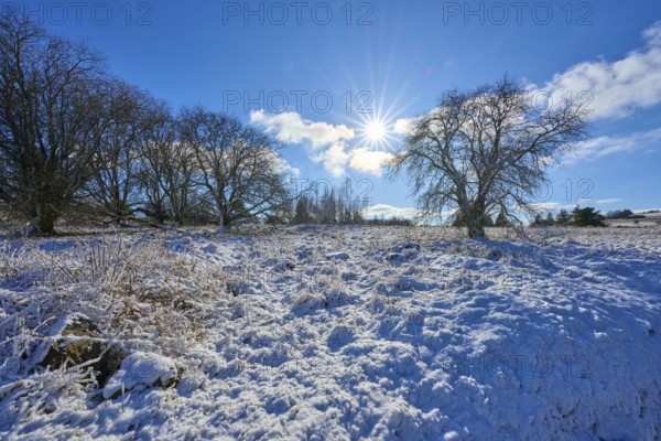 Bright winter landscape with bare trees and bright sun, Winter, Oberelsbach, Lange Rhön, Rhön,