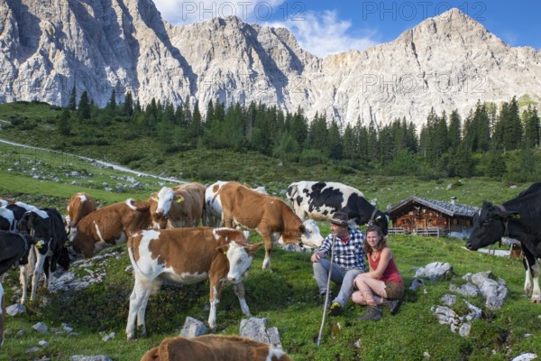 Alpine herdsmen look after their cows, young cattle are supplied with minerals, Maria Fuchs and