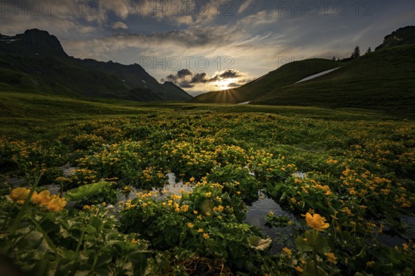 Summit in the morning light with dramatic clouds and marsh marigolds (Caltha) with stream in the