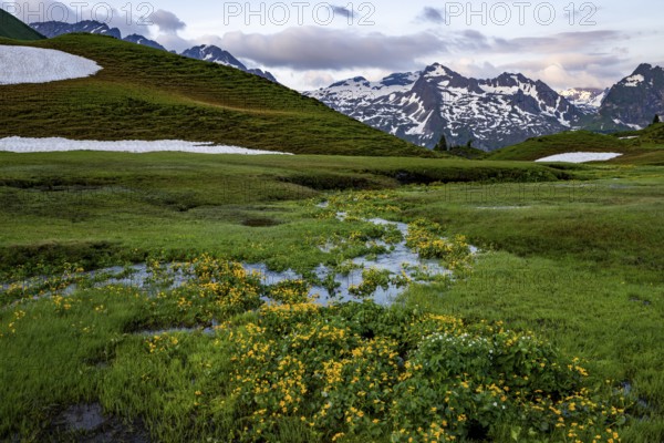Summit in the morning light with dramatic clouds and marsh marigolds (Caltha) with stream in the