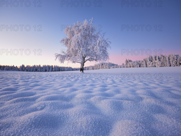 Tree in hoarfrost at dusk, Grod, Lindenberg, Beinwil, Freiamt, Canton Aargau, Switzerland, Europe