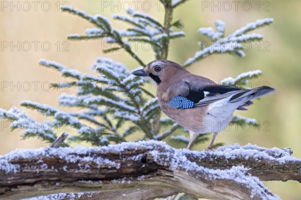 Eurasian jay (Garrulus glandarius), sitting on a branch, Terfens, Tyrol, Austria, Europe