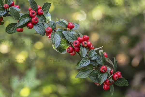 Cotoneaster salicifolius flococcus (Cotoneaster salicifolius), fruits, Speyer,