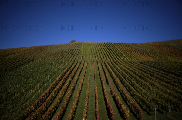 vineyard, vines, grapevines, winegrowing, autumn colouring, autumn, graphic, Strümpfelbach,