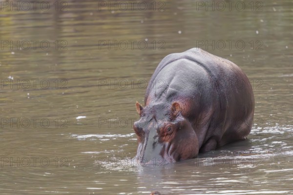 An adult hippopotamus (Hippopotamus amphibius) stands grazing in the shallow water of a river