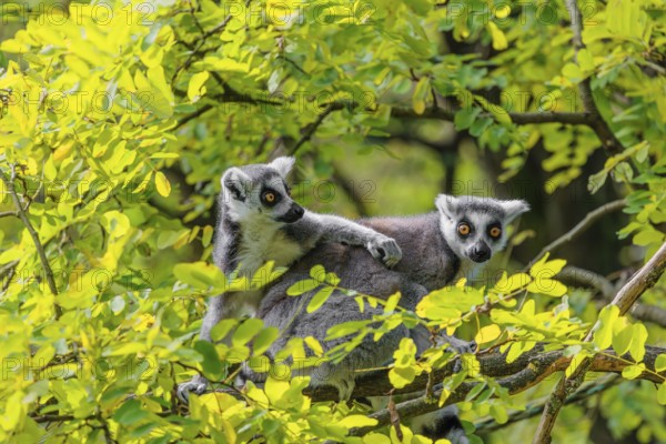 Two ring-tailed lemurs (Lemur catta) sit high up in a tree on a branch between fresh green leaves