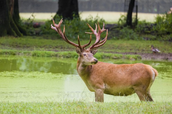 A red deer stag (Cervus elaphus) stands in a pond covered with duckweed