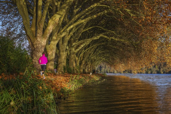 Essen, North Rhine-Westphalia, Germany - Young woman jogging on the lakeshore under trees with