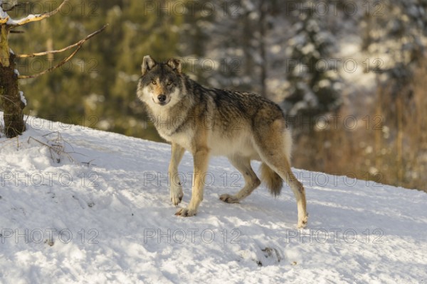 An adult male grey wolf (Canis lupus lupus) stands on a sloping, snow-covered meadow at the edge of