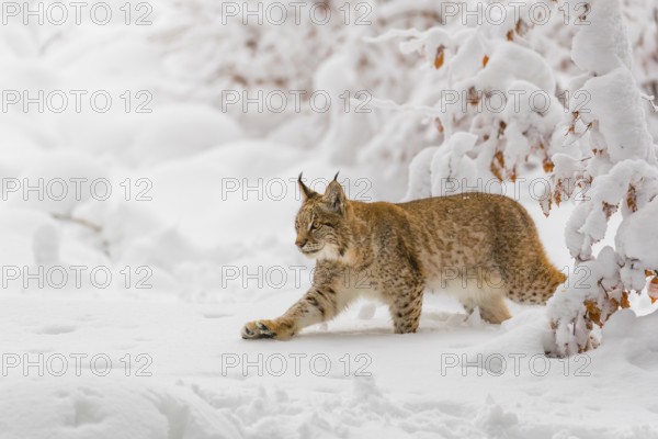 One young male Eurasian lynx, (Lynx lynx), walking through deep snow covered undergrowth in a