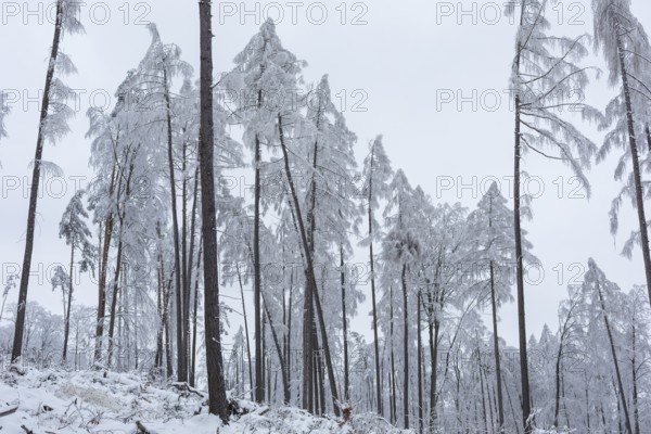 Very sparse forest due to tree dieback, winter landscape at Czorneboh, Upper Lusatia, Saxony,