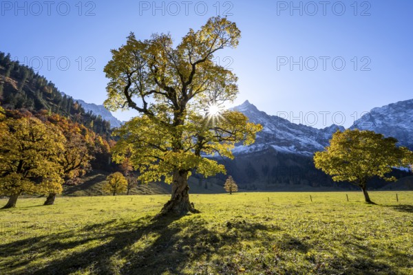 Sycamore maple with autumnal yellow foliage and Solaster endeca, large maple base in autumn, rocky