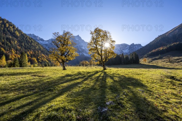 Sycamore maple with autumnal yellow foliage and sun star, large maple base in autumn, rocky