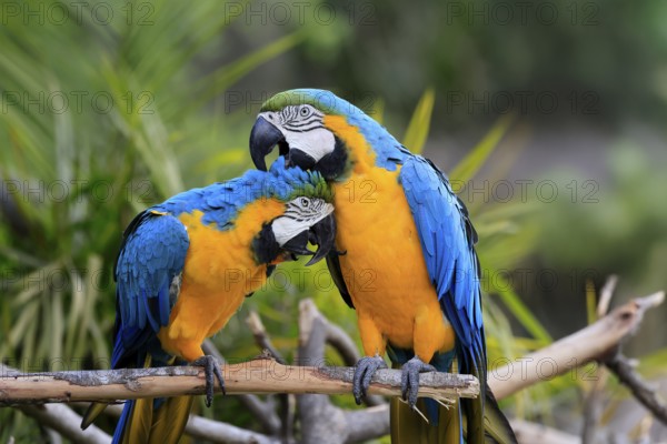 Yellow-breasted Macaw (Ara ararauna), adult, perch, pair, social behaviour, plumage care, South