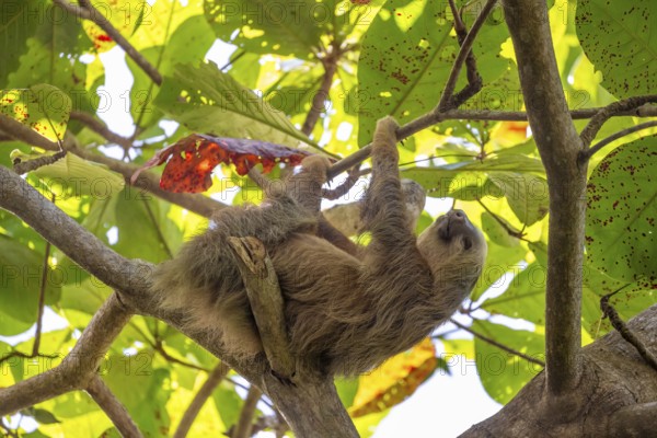 Hoffmann's two-fingered sloth (Choloepus hoffmanni) on a branch, Cahuita National Park, Costa Rica,