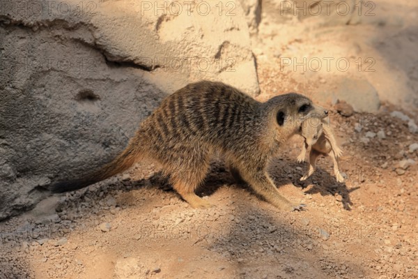 Tiger nut (Suricata suricatta), adult, juvenile, carry, carrying, newborn, baby, female, mother