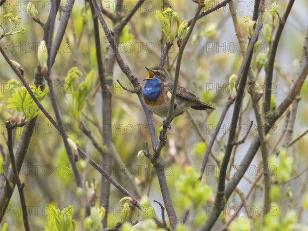 Bird with a blue throat singing on branches surrounded by fresh leaves, Bluethroat singing island