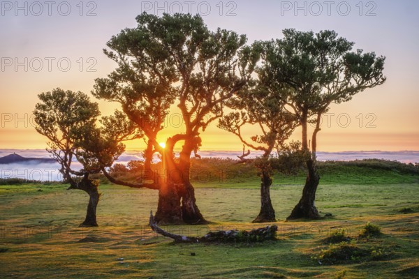Centuries-old til trees in fantastic magical idyllic Fanal Laurisilva forest on sunset. Madeira