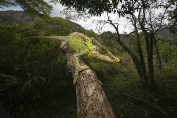 Green-eared chameleon (Calumma malthe) in the rainforests of eastern Madagascar