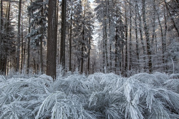Winter, trees and ground cover with hoarfrost in the forest, mixed forest, Dossenheim,
