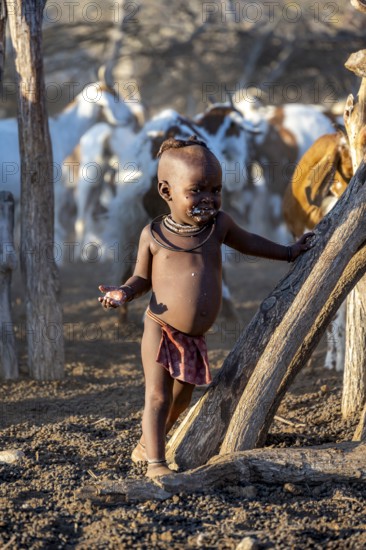 Young Himba child smiling, goats fenced in the kraal, in the morning light, traditional Himba