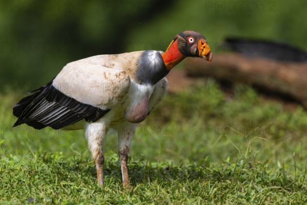 King vulture (Sarcoramphus papa), cock, vulture birds (Aegypiinae), Laguna del Lagarto Lodge,