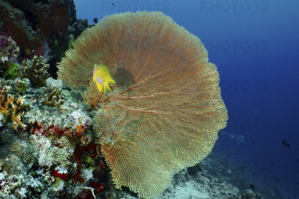 Giant fan coral (Annella mollis) with a small yellow fish nearby, dive site Coral Garden,