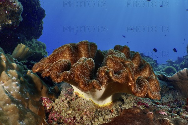 Dark brown mushroom leather coral (Sarcophyton glaucum) with roundish shape in a blue underwater