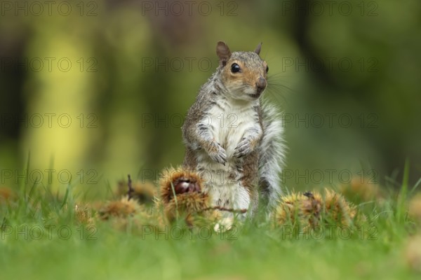 Grey squirrel (Sciurus carolinensis) adult animal amongst fallen Sweet chestnut nuts in the autumn,
