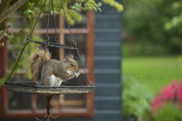 Grey squirrel (Sciurus carolinensis) adult animal feeding on seeds on an urban hanging garden bird