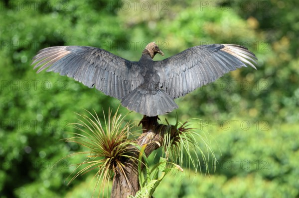 Black Vulture (Coragyps atratus) perched on a dead tree and drying its wings, Costa Rica, Central