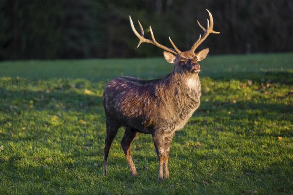 One Dybowski stag (Cervus nippon hortulorum) stands on a green meadow at sunrise and shows flehmen