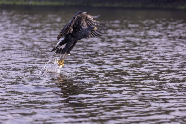 Black buzzard (Buteogallus urubitinga), with caught fish, Pantanal, Brazil, South America