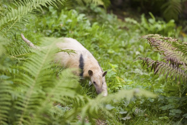 One southern tamandua (Tamandua tetradactyla), walking through dense undergrowth of a forest