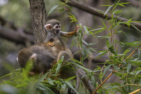 One female Central American squirrel monkey, Saimiri oerstedii, carrying her baby. Green vegetation