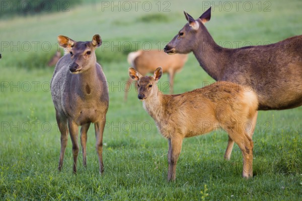 Two Sambar hinds with a fawn (Rusa unicolor), stand on a meadow in first morning light