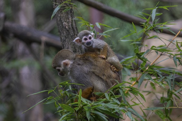 One female Central American squirrel monkey, Saimiri oerstedii, carrying her baby. Green vegetation